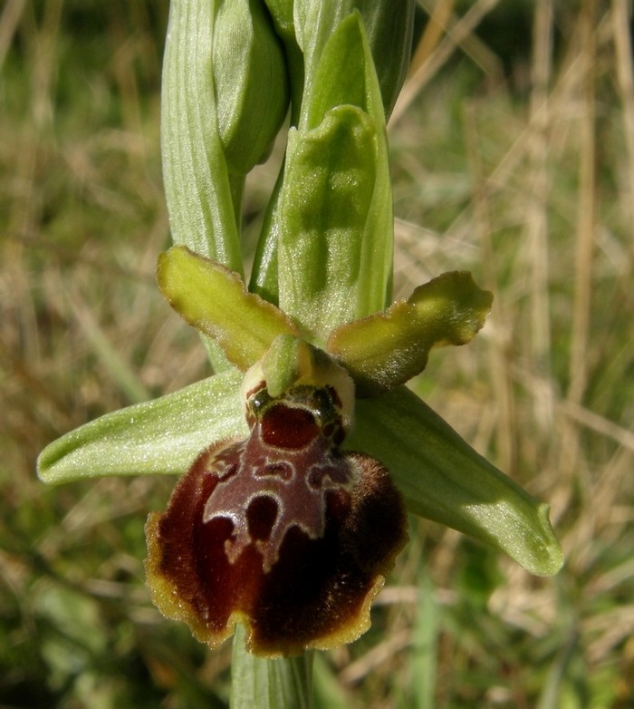 Ophrys sphegodes